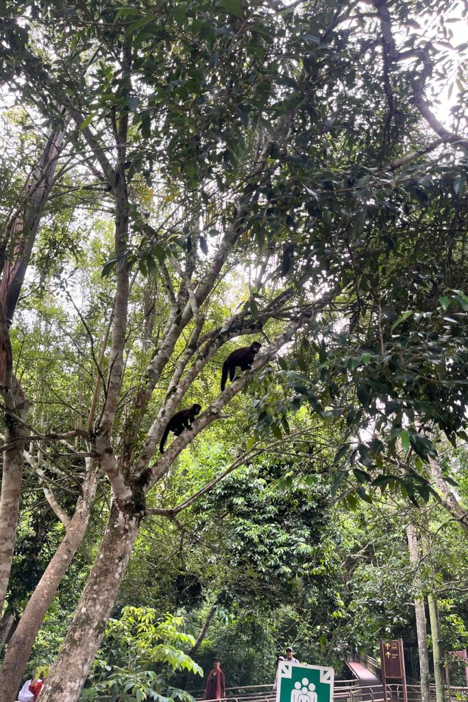 Two dark monkeys in the branches of a tree above a forest path with visitors below