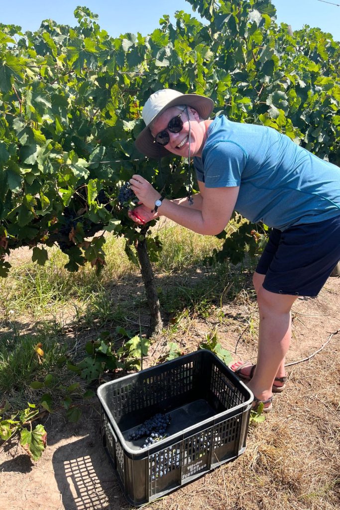 A smiling woman, wearing a tan wide brimmed hat, dark sunglasses, teal tee shirt, navy blue short, and brown sandals, bends over next to a grape vine, with a bunch of grapes in her hand and a black plastic bucket with a few bunches of grapes near her feet