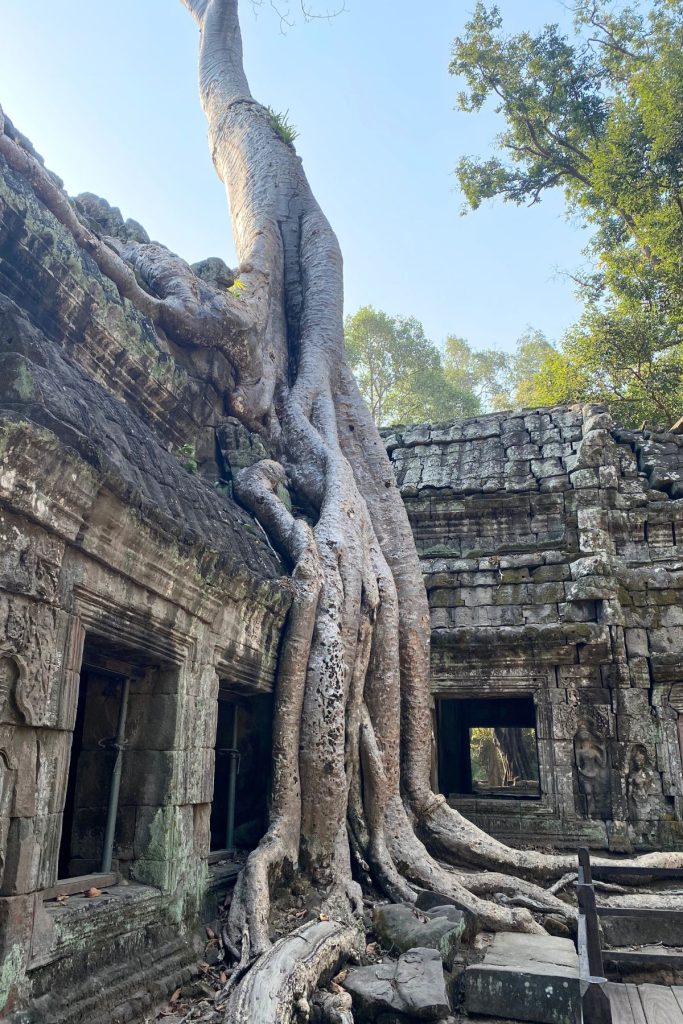 Huge tree roots pouring down the corner of a ruined Ta Prohm building, with steel props in the window openings.