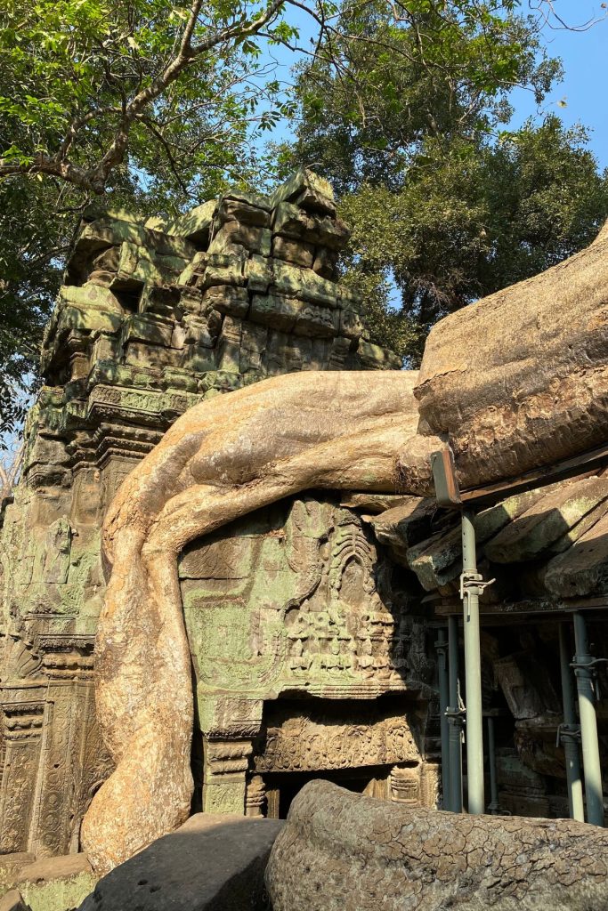 Thick tree root arching over a carved doorway at Ta Prohm, with steel support poles beside it and a block of stone in front.
