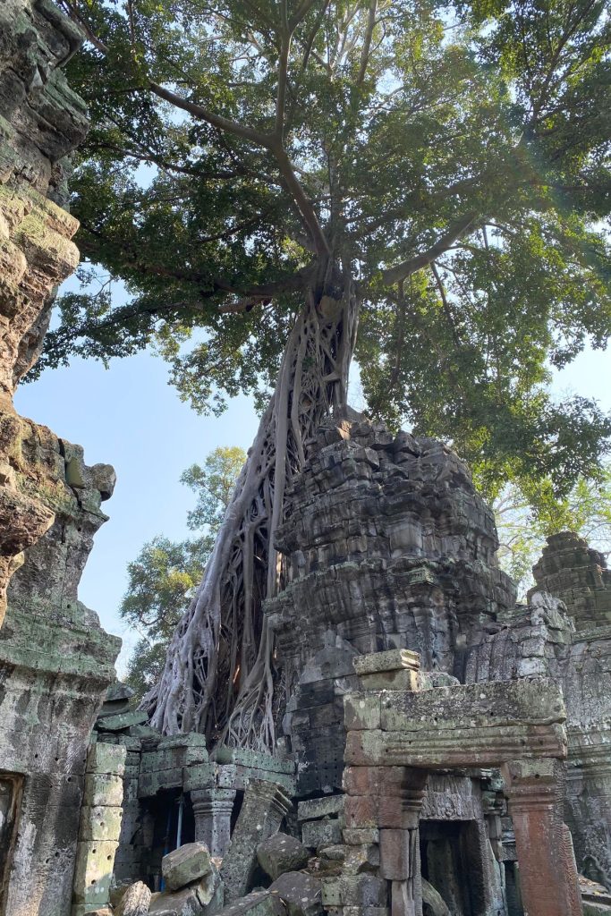 Tall tree with a web of roots wrapped around a stone tower, with fallen stones and doorways below.