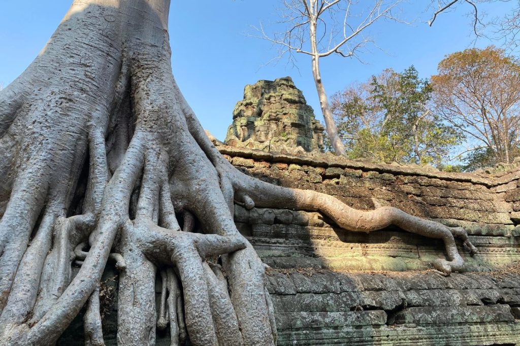 Thick gray tree roots spilling over a stone wall at Ta Prohm, with a ruined tower behind and a bare tree against blue sky.