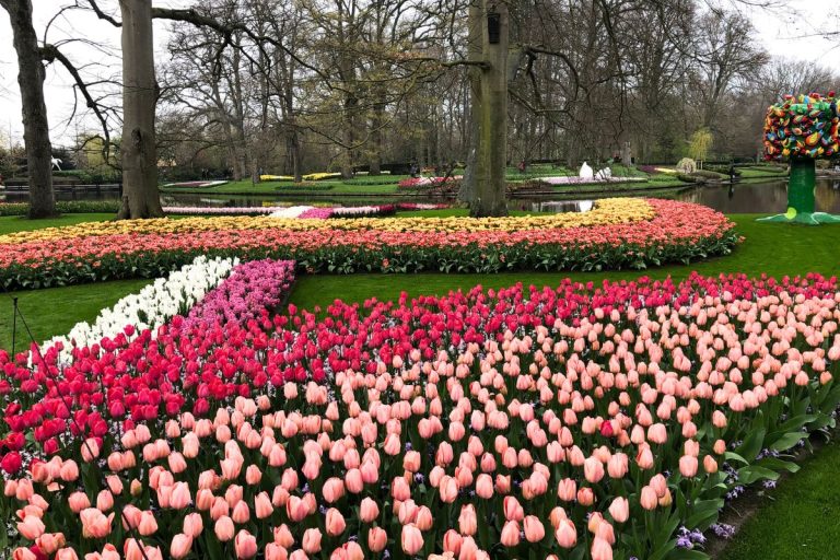 Spring in Full Bloom: Exploring the Magic of Keukenhof Gardens