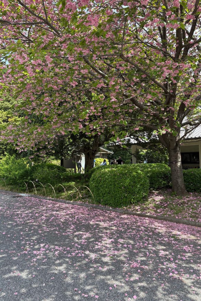 Fallen cherry blossom petals covering a path at Imperial Palace East Gardens