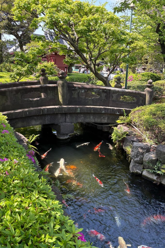 Koi pond in front of Yogodo Hall at Senso-ji Temple