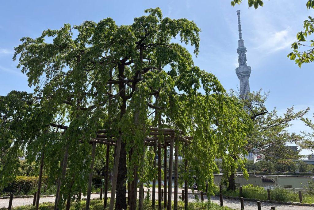 A tree in Sumida Park with Tokyo Skytree visible in the background