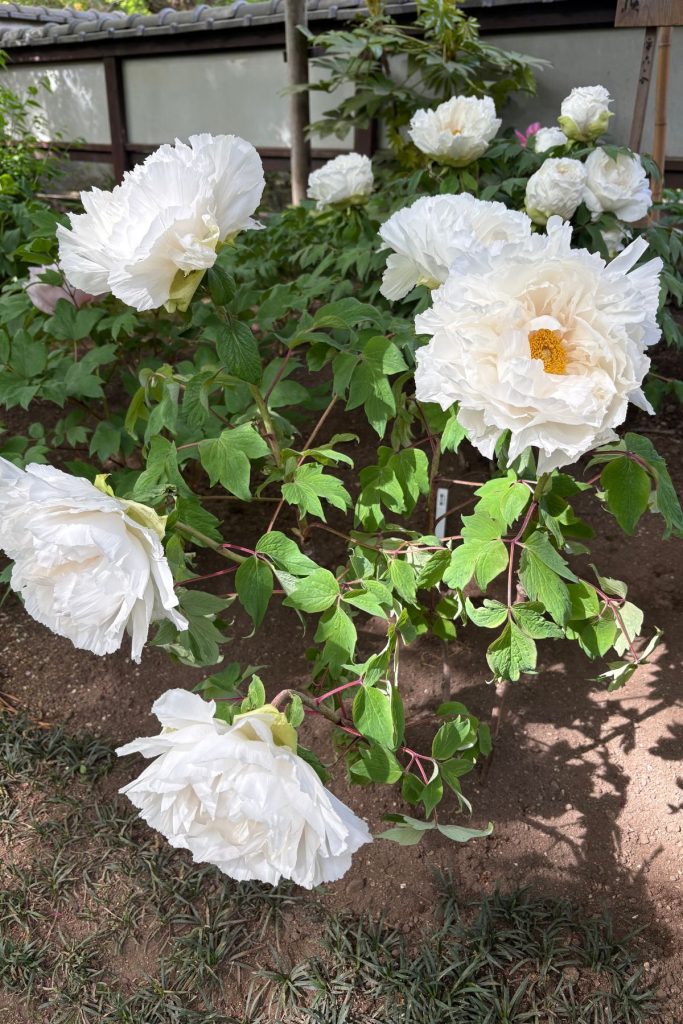 White peonies in bloom at the Ueno Toshogu peony garden