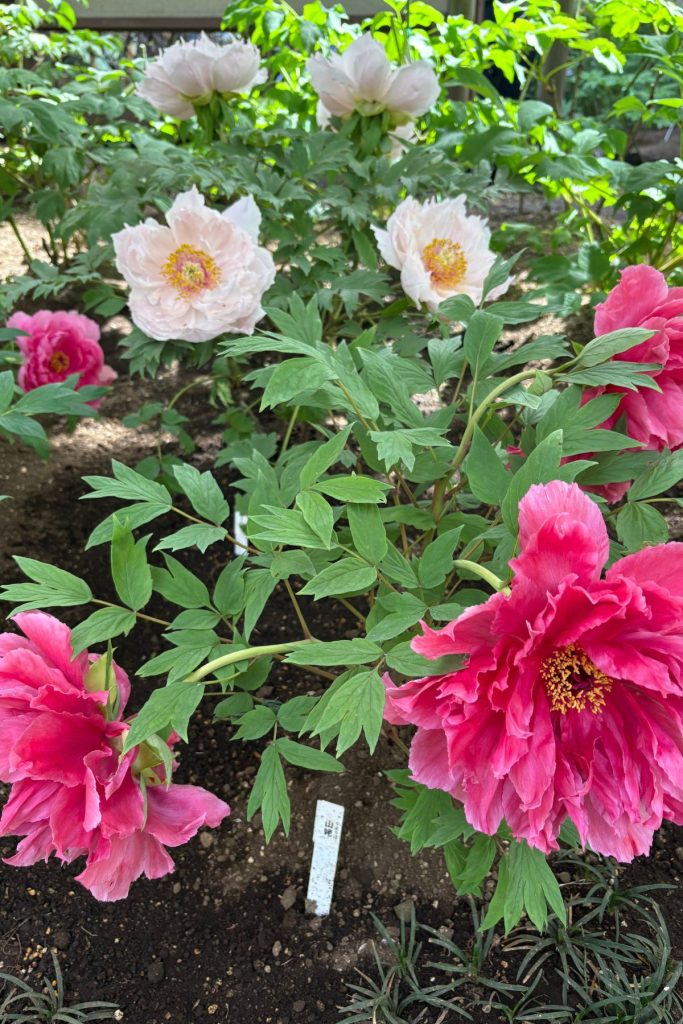 White and pink peonies in the Ueno Toshogu peony garden