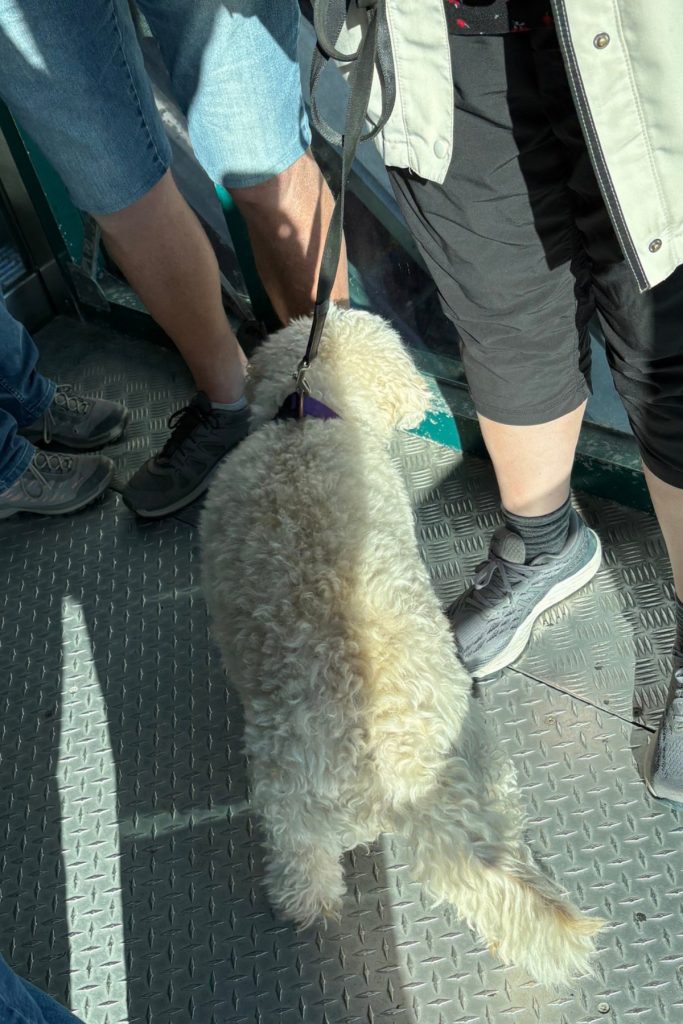 A curly-haired dog on a leash standing on the diamond-plate floor of the funicular car, surrounded by other passengers' legs.