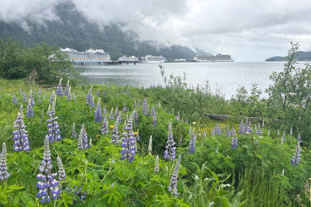 Purple lupine wildflowers in the foreground with several cruise ships docked in Juneau's harbor and forested mountains behind.