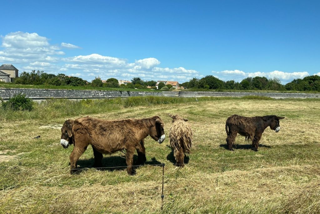 Shaggy-coated Baudet du Poitou donkeys grazing in a grass field near stone ramparts on Île de Ré, France, with the village visible in the background.